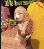 Purchase Friendly Cocker Spaniel Puppy from Bangalore